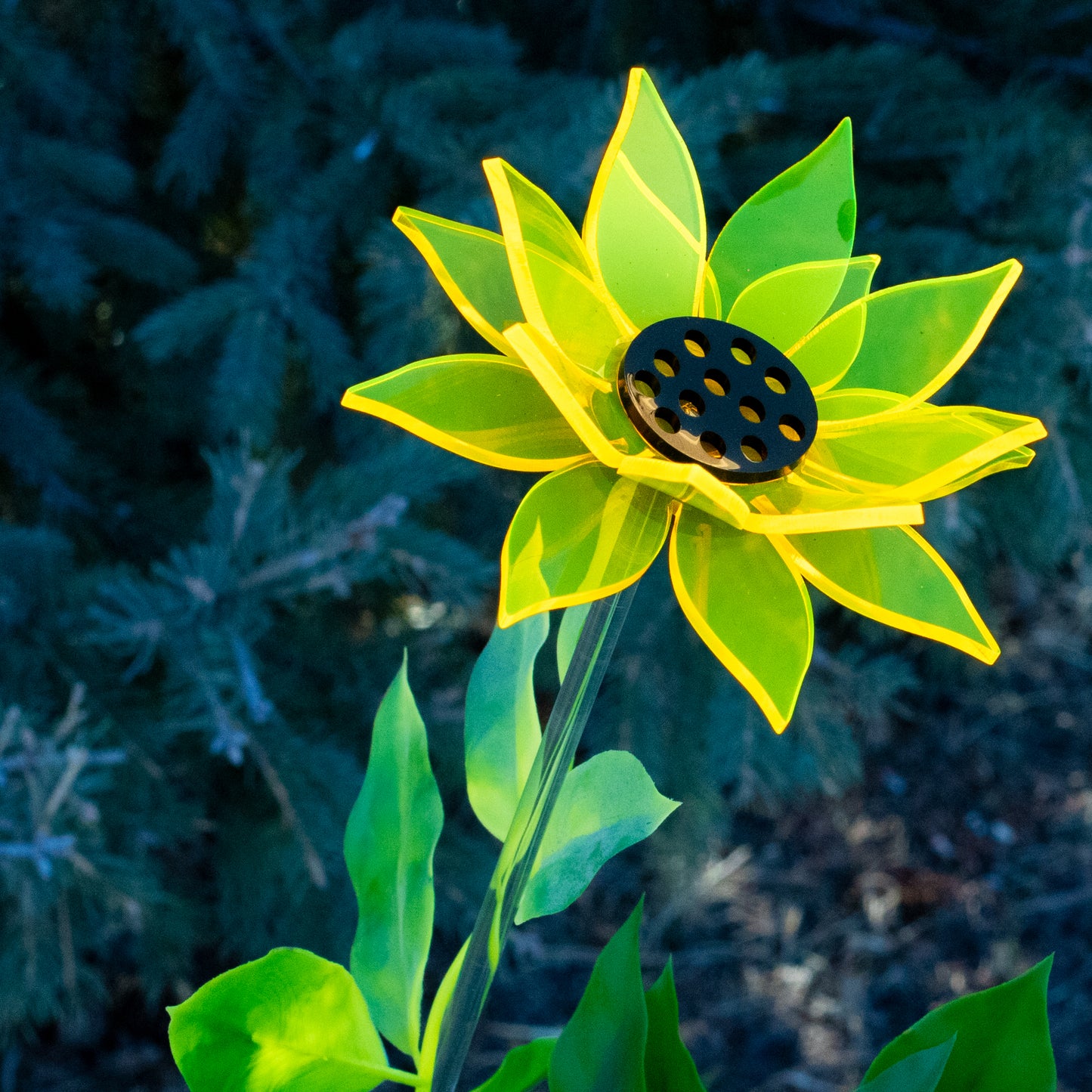 Yellow Sunflower