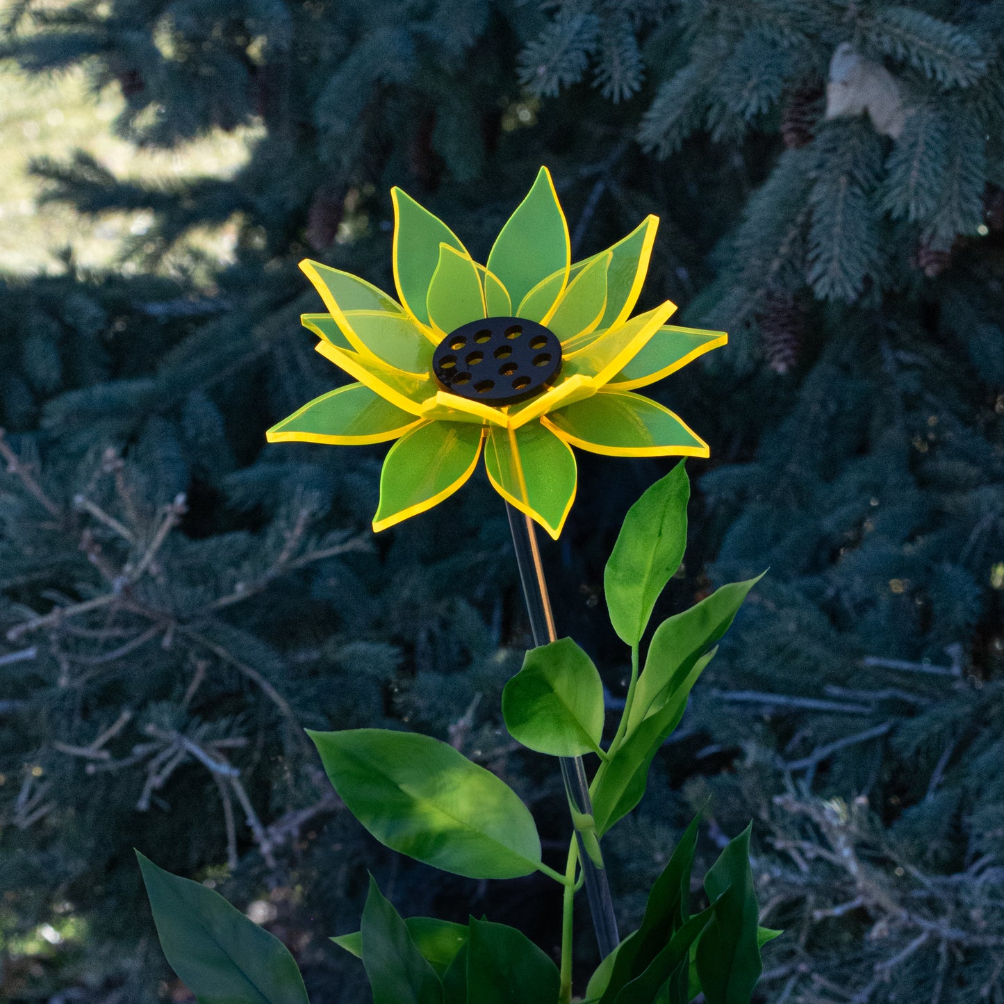 Yellow Sunflower